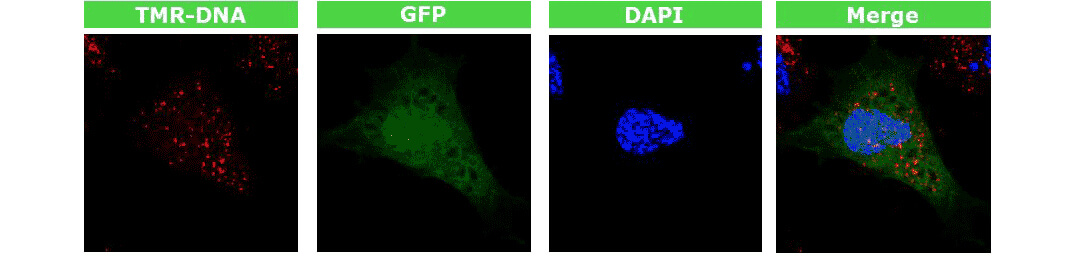 4D-nucleofectorD(zhun)xD(zhun)ȾGFP|(zh)ٱ_