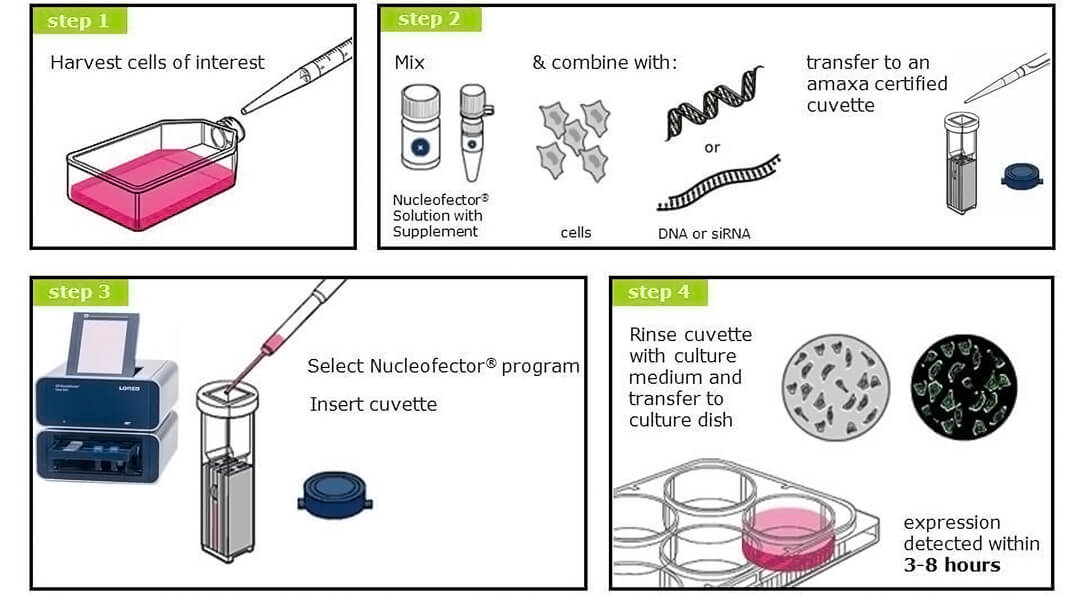 4d-nucleofectorD(zhun)Ⱦx