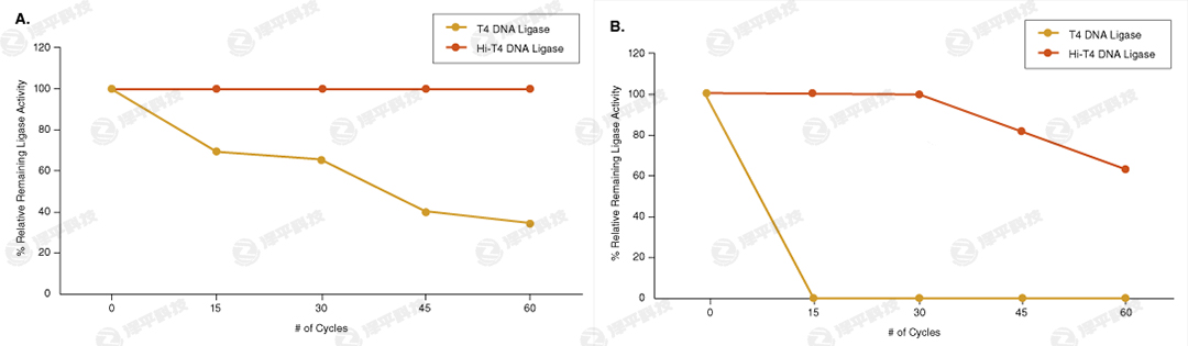 NEB Hi-T4 ͟DNABø Hi-T4 DNA Ligase؛̖(ho)M2622  ̱ƽ