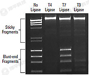NEB T7 DNA Bø T7 DNA Ligase؛̖(ho)M0318 ̱ƽ