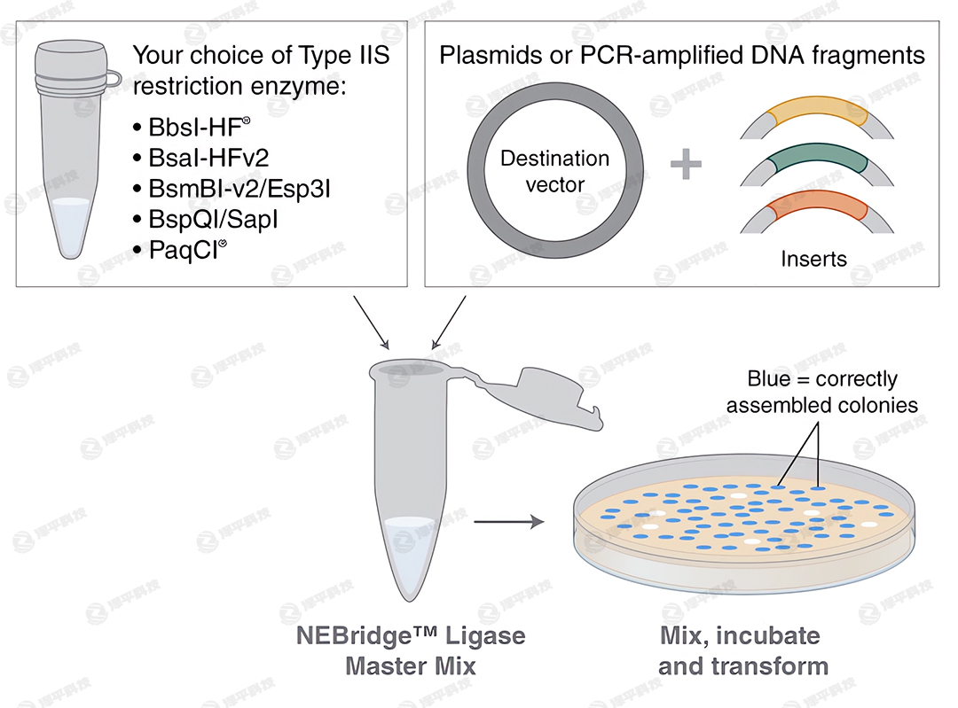 NEBridgeBøA(y)Һ NEBridge Ligase Master Mix؛̖(ho)M1100 ̱ƽ